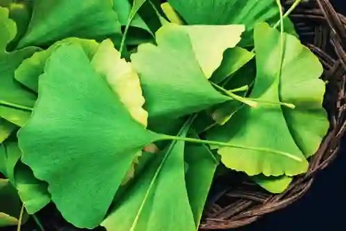 ginkgo biloba