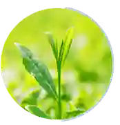 green tea extract