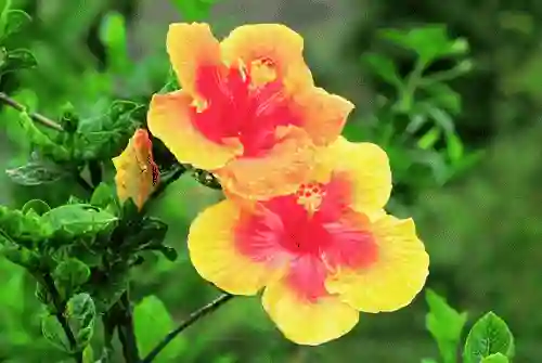 hibiscus flower